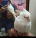 Albino Red Eye Cockatiel